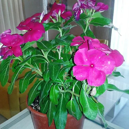 灯塔莉迪亚别墅 *